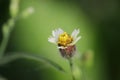 Flower Macro Photo